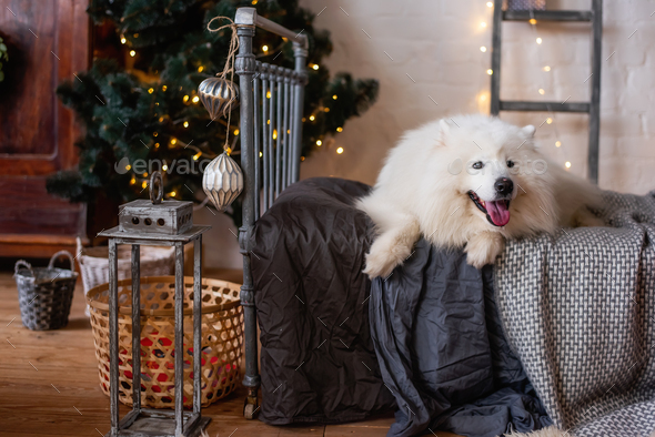 White, fluffy dog Samoyed lies on a gray wrought-iron bed by the New Year tree. Christmas holidays