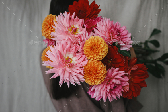 Beautiful colorful dahlias flowers in woman hands in rustic room ...