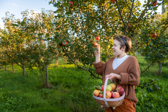 Girl is picking fresh organic apples Stock Photo by Manuta