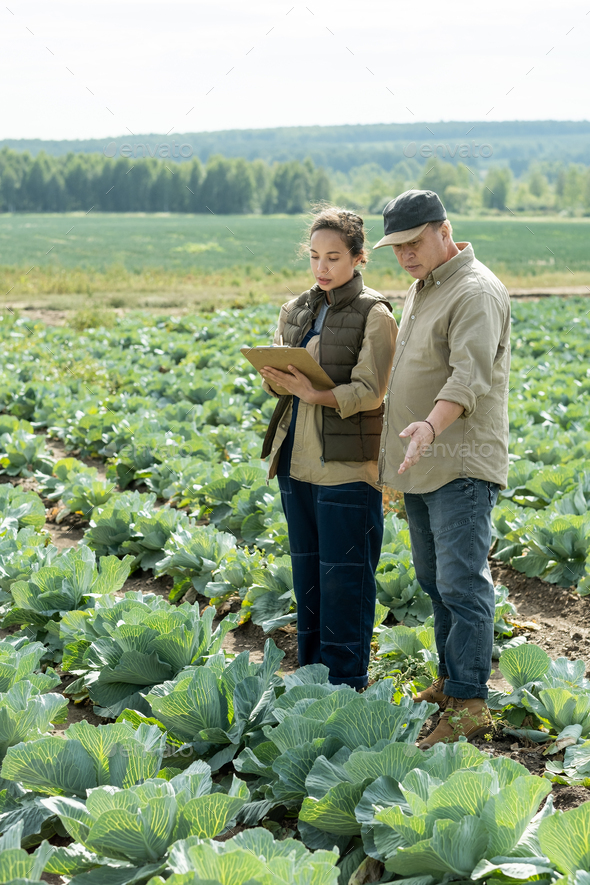 Two agroengineers discussing characteristics of cabbage - Stock Photo - Images