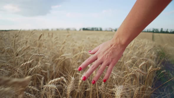 Closeup of a Woman's Hand Shaking Golden Ears of Wheat alt