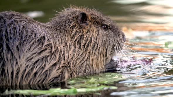 Wet Nutria eating freshwater-plant with both hands in shallow water; close-up static shot alt