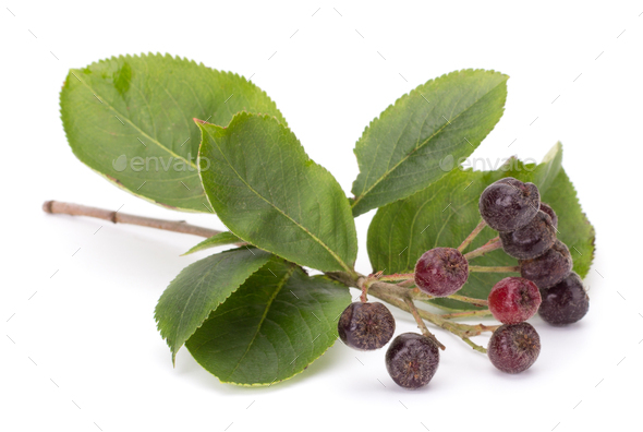 Branch of black chokeberry (Aronia melanocarpa) with green leaves isolated on white background - Stock Photo - Images