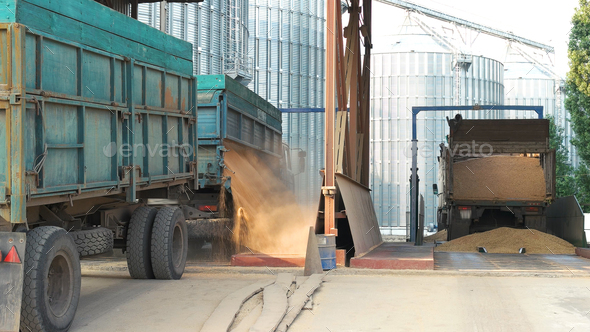 Grain trucks dumping grain.