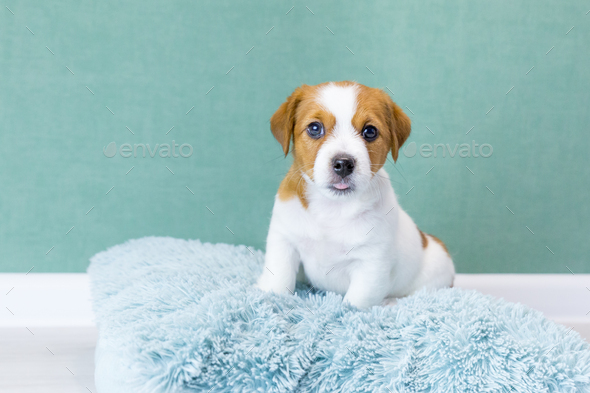 A cute Jack Russell Terrier puppy sits on a blue fluffy pillow, looks at camera, stuck out tongue.
