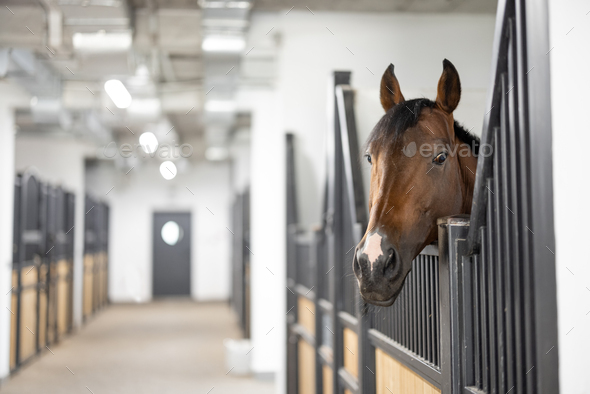 Cropped view of brown Thoroughbred horse in stable - Stock Photo - Images