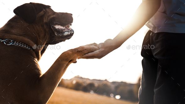 Dog is giving paw to its owner on park at sunset - Love between humans and animals concept - Stock Photo - Images