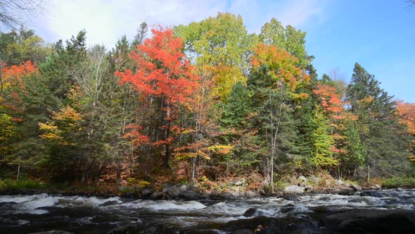 Rich Colors of an Autumn Forest on a Stony Riverside