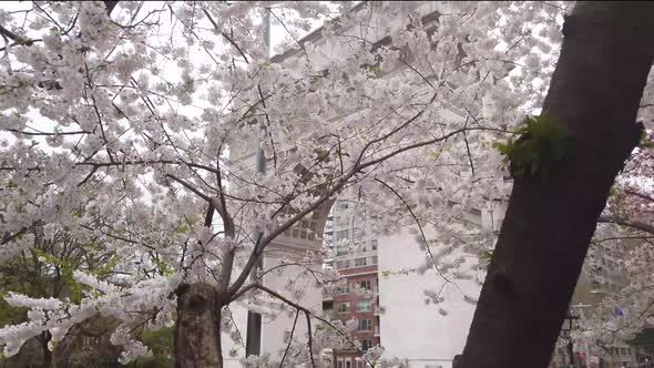 Washington Square Park with with white blossoms. Shot in 4K alt