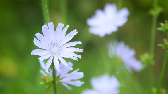 Blue Flowers of Chicory in the Field alt