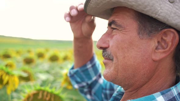 Close Up Senior Farmer Standing in Sunflower Field Examining Crop alt