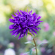 Beautiful purple aster flower closeup - PhotoDune Item for Sale