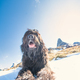 Shepherd dog of the Italian Alps - PhotoDune Item for Sale