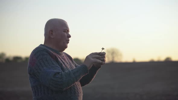 Agronomist Checks the Ascent of the Crop on a Field