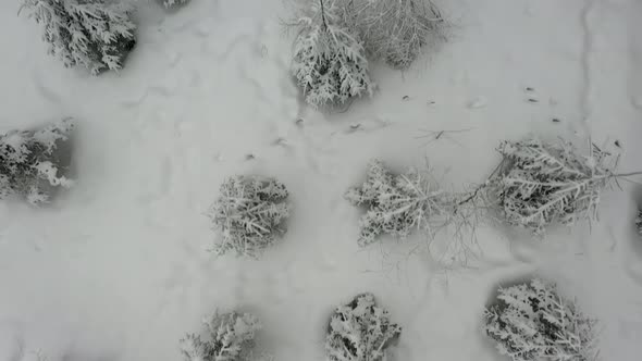Flying above snow covered trees in winter forest. Shot from drone.