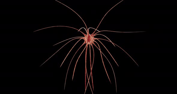 Organic Cell in Rotation alt