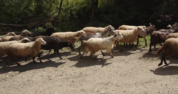 A Flock Of Sheep And Goats Climbs The Mountains