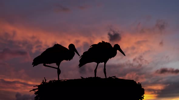 Close up silhouette of storks resting in nest during beautiful sunset sky, 4K alt