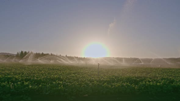 Wide view of many impact sprinklers irrigating a field during sunset alt