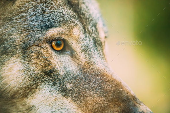 Close Up Eye Pupil Of Canis Lupus, Gray Wolf, Grey Wolf. Wolf Eye