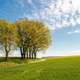 Green tree and green grass on slope with white clouds and blue sky. - PhotoDune Item for Sale