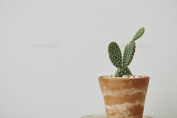 Bunny ear cactus in a terracotta pot with patina