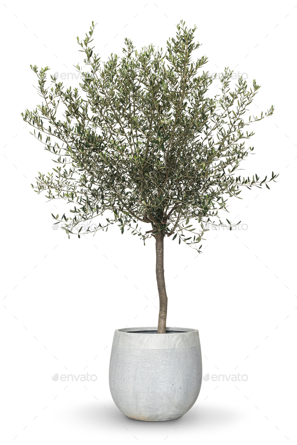 Olive tree house plant in a pot Stock Photo by Rawpixel PhotoDune