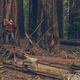 Hiker in the Redwoods Taking Pictures Using His Smartphone - PhotoDune Item for Sale