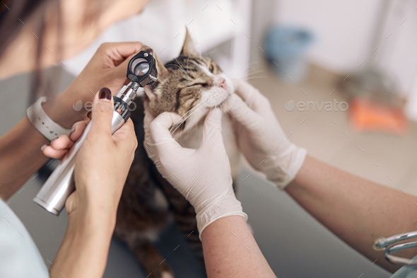 Veterinarian looks into otoscope examining cat ear with in modern clinic office