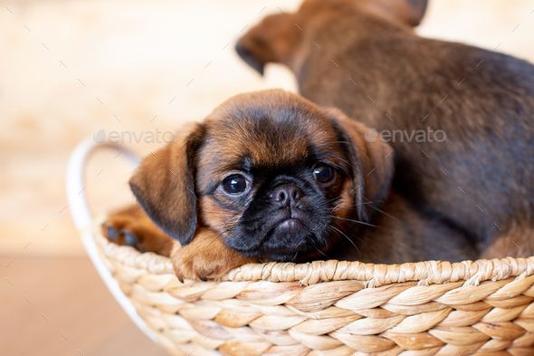 Close-up portrait of brown cute Brussels griffon puppy lying in a wicker  basket Stock Photo by duryaginanatalia