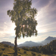 Silhouette of a birch plant in alpine landscape - PhotoDune Item for Sale