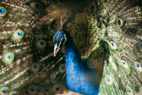 peacock bird with colorful feathers,plumage. Indian blue peafowl