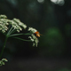 selective focus of bee on cow parsley flowers with blurred background - PhotoDune Item for Sale