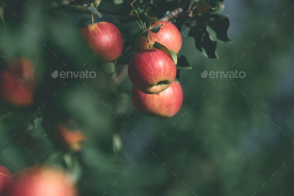 Apple tree. Branch of ripe red apples on a tree in a garden