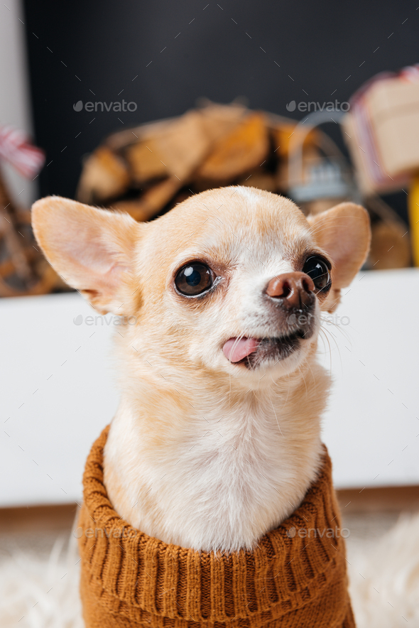 close up view of little chihuahua dog sticking tongue out in room Stock