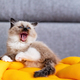 Ragdoll cat small kitten meowing - PhotoDune Item for Sale