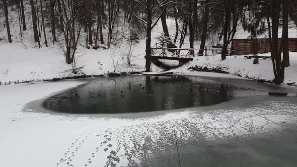 Wild ducks swim in a freezing pond. alt