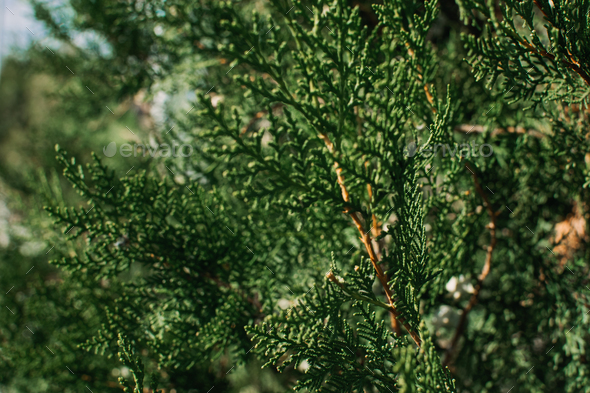 Thuja occidentalis green Christmas xmas branch background. Thuja plicata, Western Red Cedar. . Green