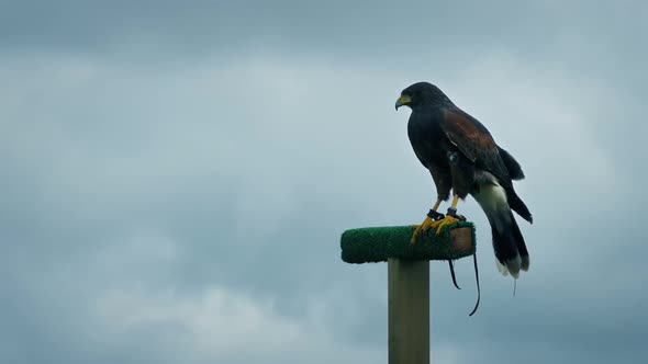 Hawk On Perch Flies Off alt