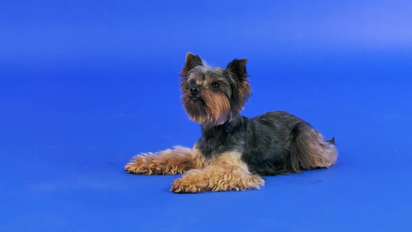A Shaggy Yorkshire Terrier Lies in the Studio on a Blue Gradient Background alt