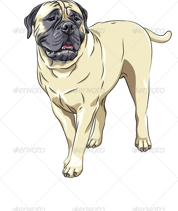 Domestic Dog Breed Bullmastiff stands - Animals Characters