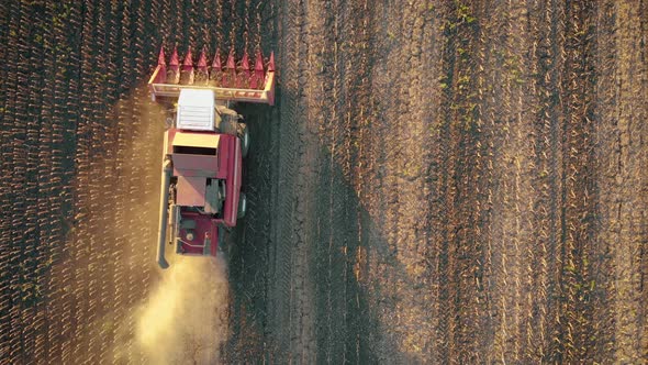 Aerial View Combine Harvesting on Sunflower Field. Mechanized Harvesting Sunflower. Large Field of alt