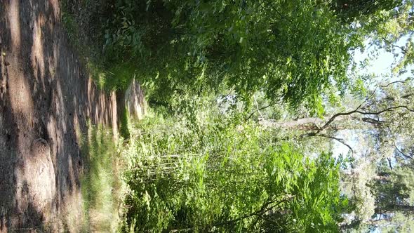 Vertical Video of a Beautiful Forest in Summer alt