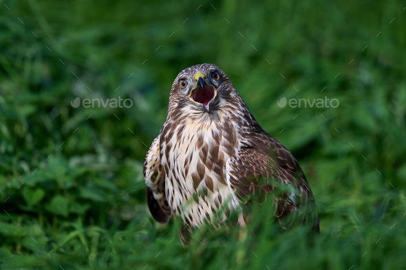 Common buzzard (Buteo buteo) - Stock Photo - Images