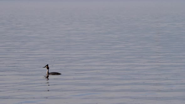 Swimming Great Crested Grebe - Podiceps cristatus. Wildlife scene alt