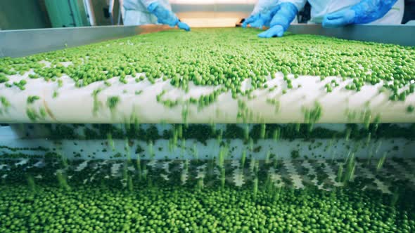 Conveyor Transportation of Peas After Manual Sorting alt