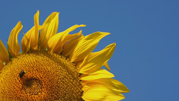 Sunflower And Bee