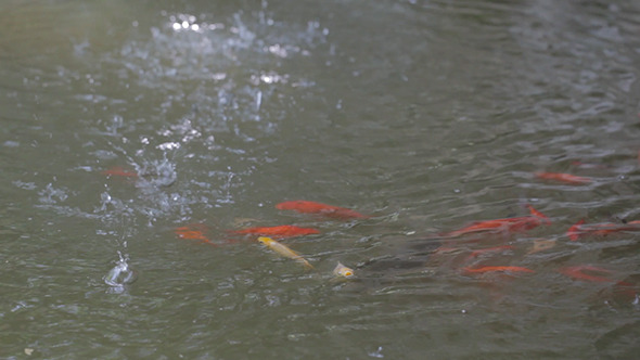 Golden Fishes In Turbidness Water alt