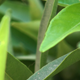 Green Leaves - Close Up - VideoHive Item for Sale