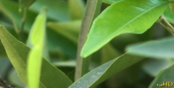 Green Leaves - Close Up